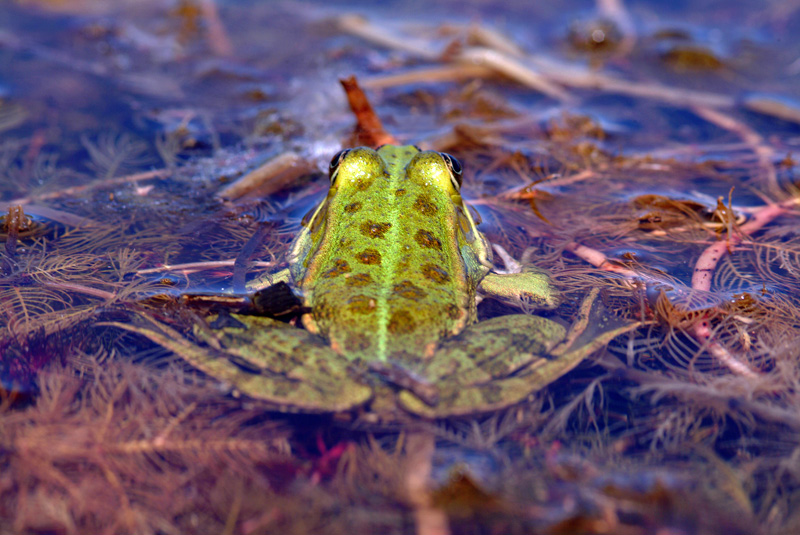 Rana da determinare - Livorno - Pelophylax sp.